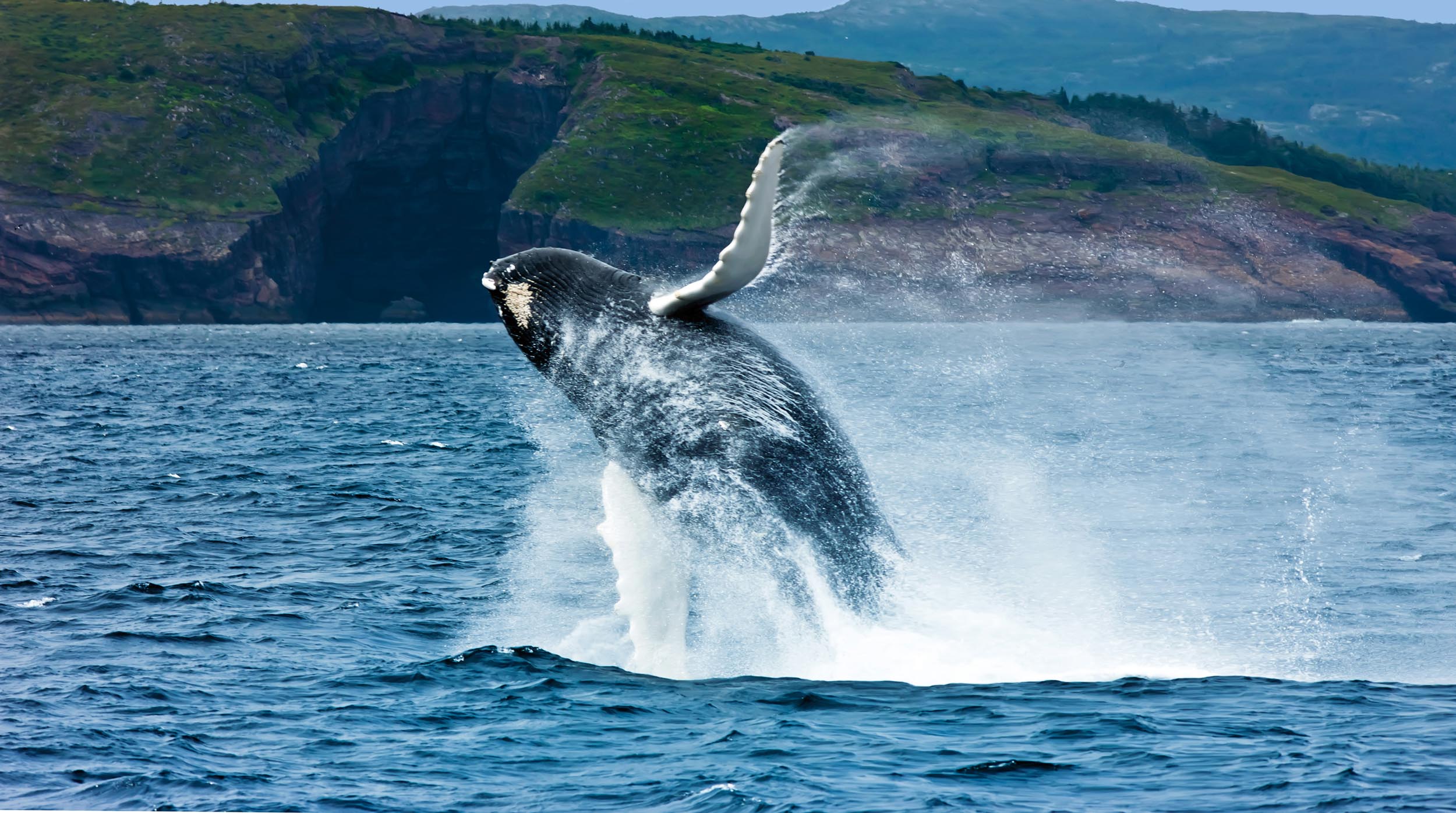 Wildlife &#038; Nature - Maxxim Vacations - Atlantic Canada Tours &amp; Vacation Packages